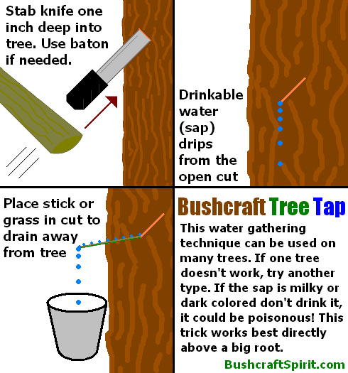 collecting drinkable water with bushcraft tree tap